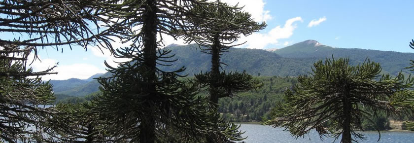 Alumine | Lago orquinco y Araucarias. Parque Nacional Lann, Alumin, Pcia de Neuqun