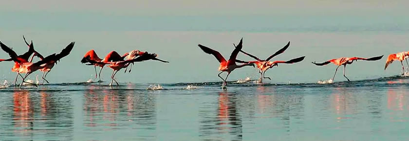Carhue | Flamencos en el Lago Epecun.